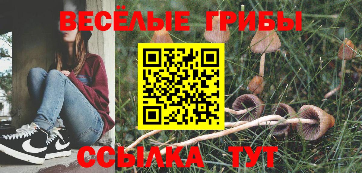 Псилоцибиновые грибы Psilocybe Богородицк